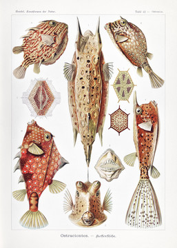 恩斯特·海克尔海洋鱼类生物插画