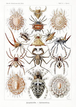 恩斯特·海克尔类蛛形纲海洋生物插画