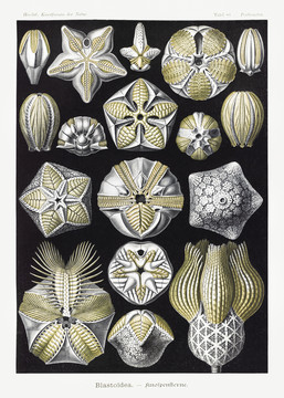 恩斯特·海克尔石灰石胚泡海洋生物插画