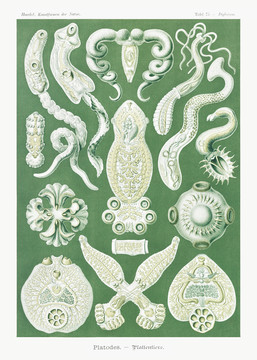 恩斯特·海克尔斑板海洋生物插画