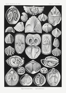 恩斯特·海克尔旋毛虫插画