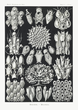 恩斯特·海克尔苔藓虫状生物插画