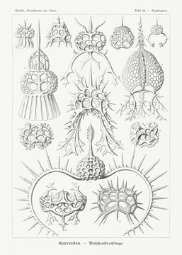 恩斯特·海克尔类鳞翅目海洋生物插画