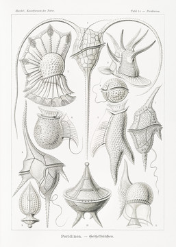 恩斯特·海克尔百日香状海洋生物插画