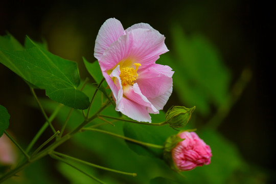 木芙蓉