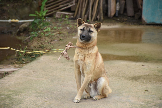 中华田园犬