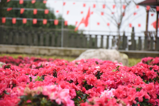 杜鹃花田
