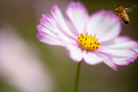 蜂恋花