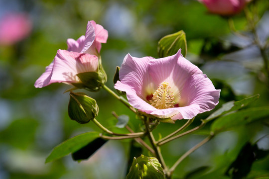 木芙蓉