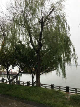 柳叶湖边的柳树