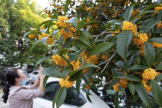 桂花