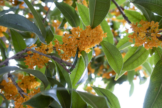 桂花
