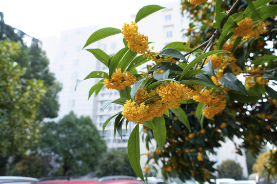 桂花