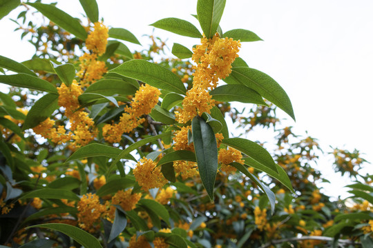 桂花