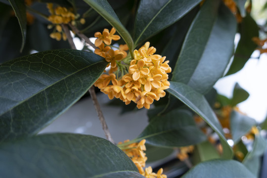 桂花