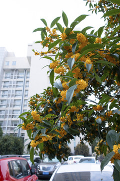 桂花