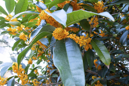桂花