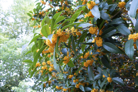 桂花