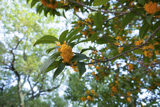 桂花