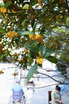 桂花