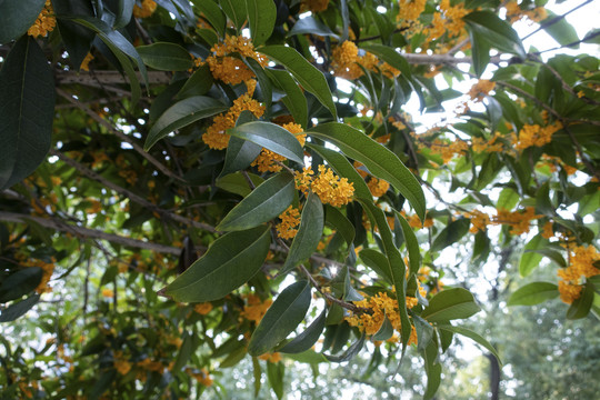 桂花