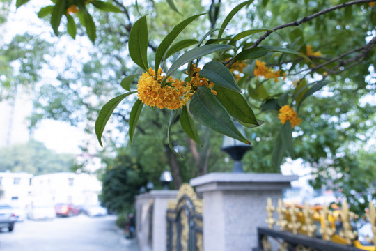 桂花