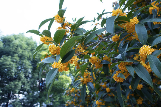桂花