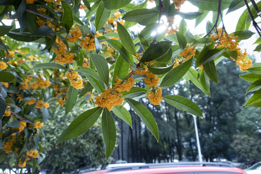 桂花