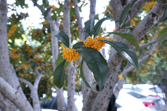 桂花