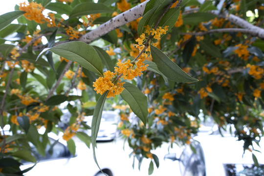 桂花