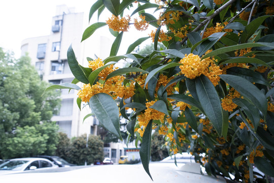 桂花