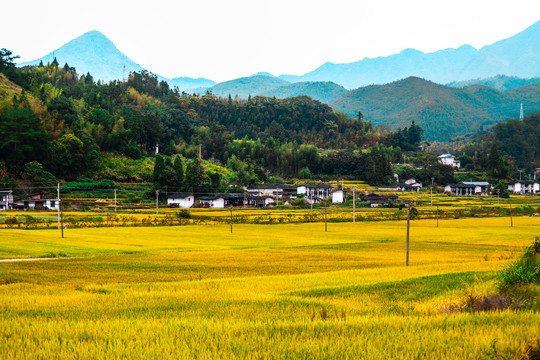 稻田