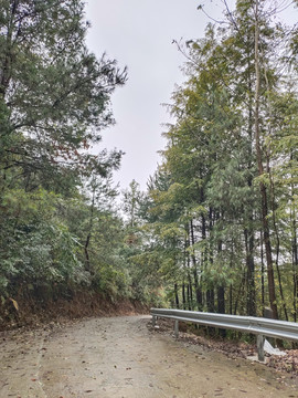 公路与绿植特写