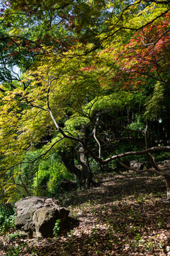 上海嘉定秋霞圃枫叶