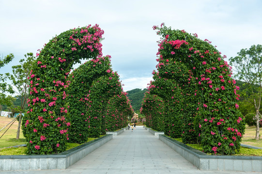 广西南宁青秀山叶子花园