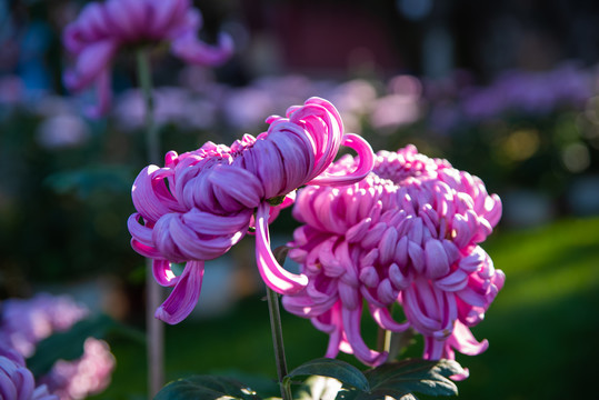 粉紫色菊花