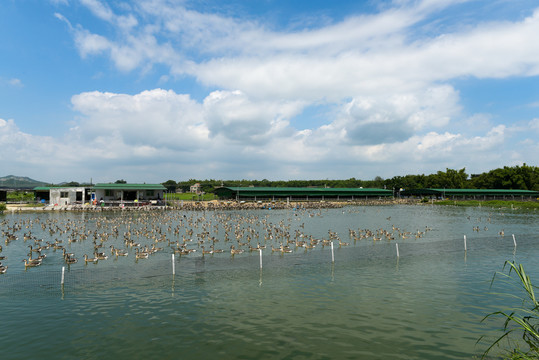 鹅养殖场