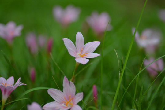 紫色风雨花