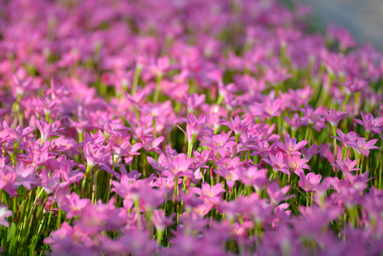 紫色风雨花