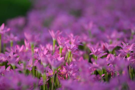 紫色风雨花