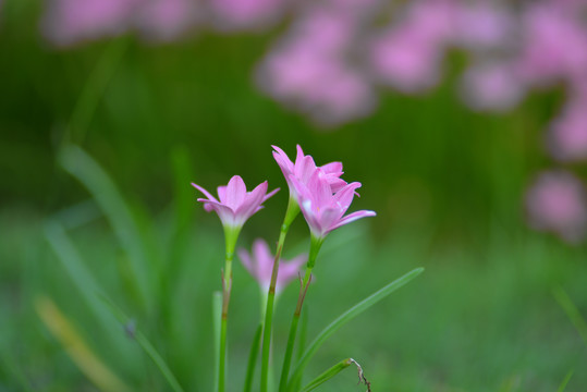 紫色风雨花