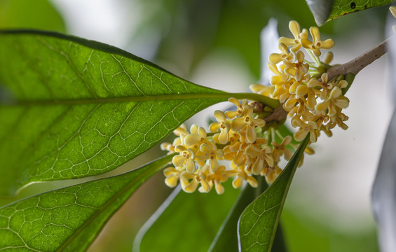 金桂花桂花