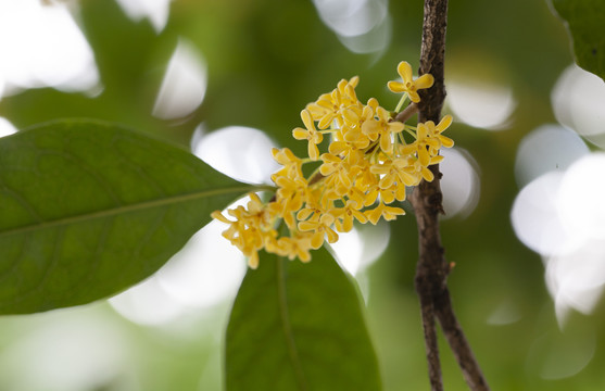 金桂花桂花