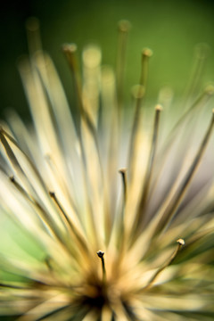 花茎枯枝