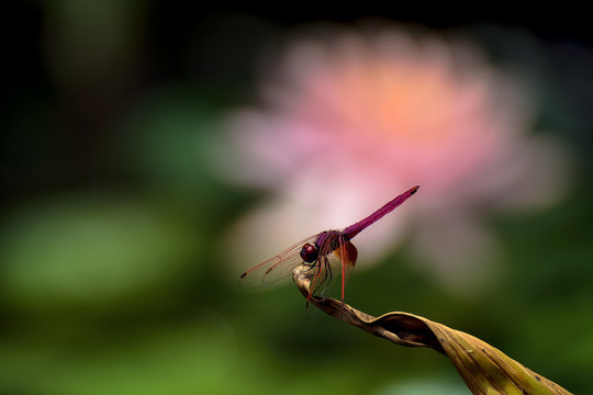 红蜻蜓