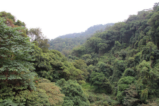 肇庆鼎湖山树林