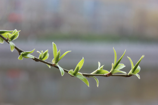 柳树嫩芽