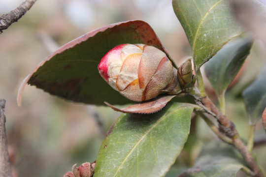 茶梅花苞