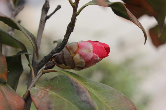 茶梅花苞