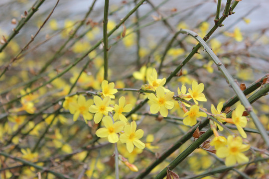 迎春花